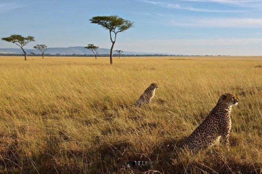 Cheetahs in a grassy savannah with sparse trees and a clear sky. 5