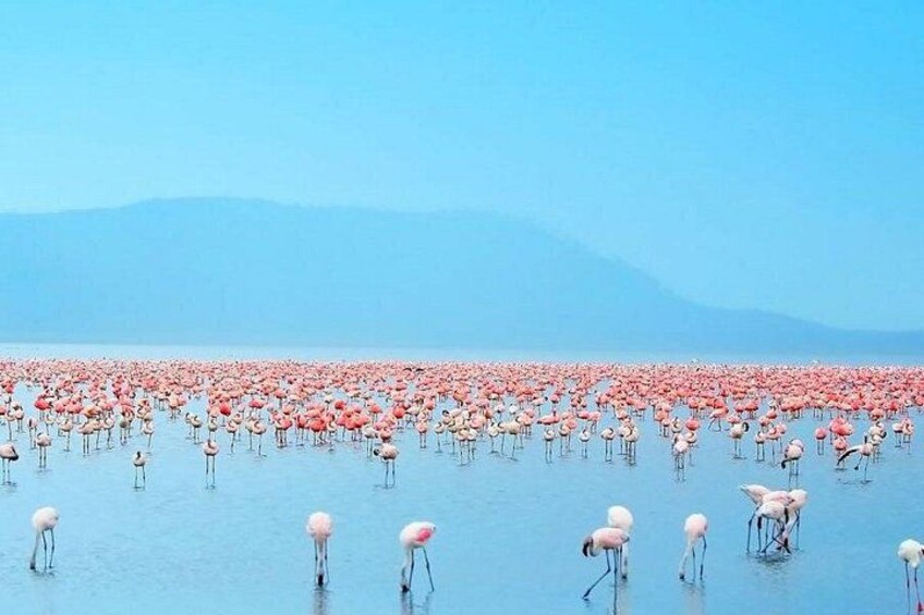 A large flock of flamingos standing in a body of water with mountains in the background. 2
