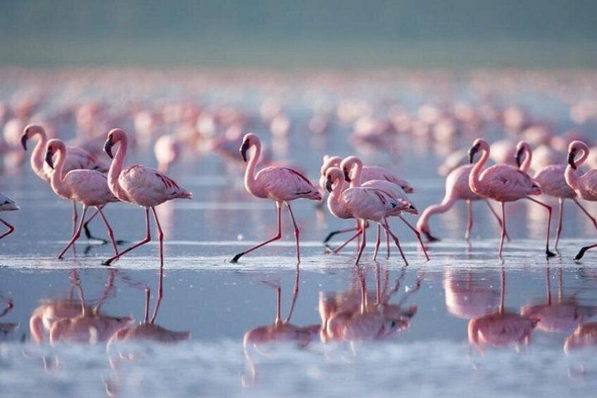 A group of flamingos walking on a reflective surface. 4