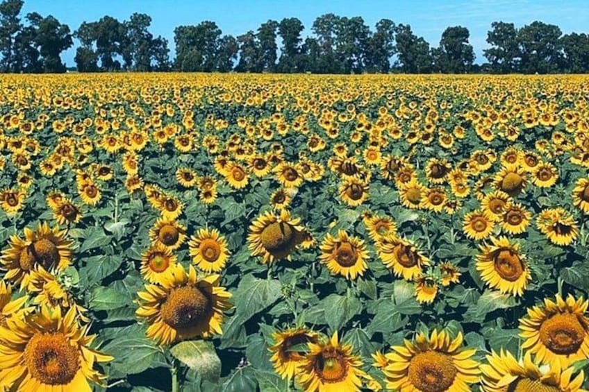 A sunflower field with trees in the background. 4