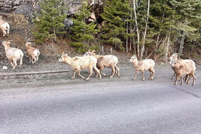 Un troupeau de chèvres traverse une route dans une zone boisée. 1