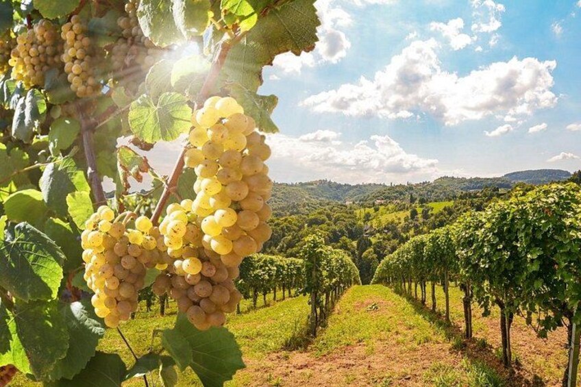 Take in the beauty - grape has its story 2