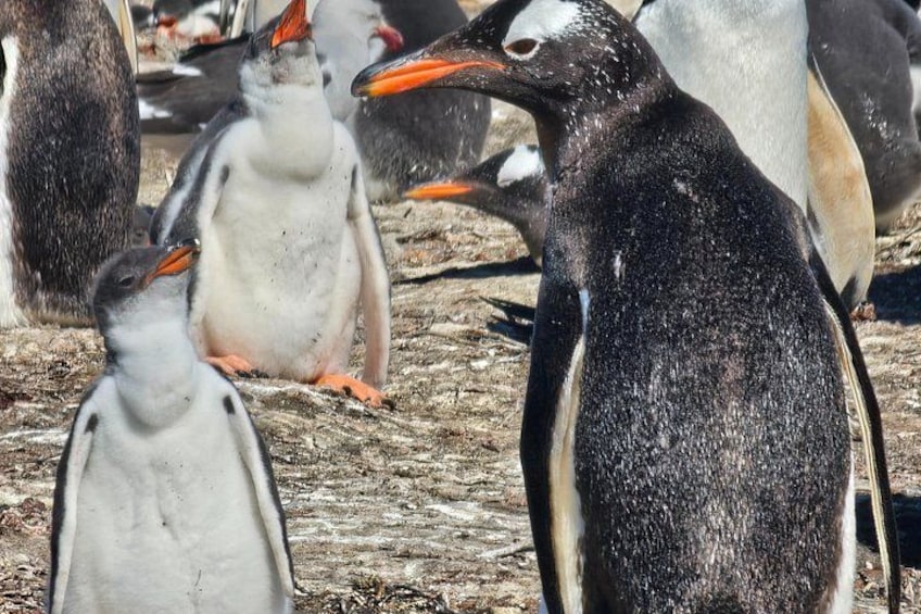 Eine Gruppe Pinguine auf felsigem Untergrund. 2