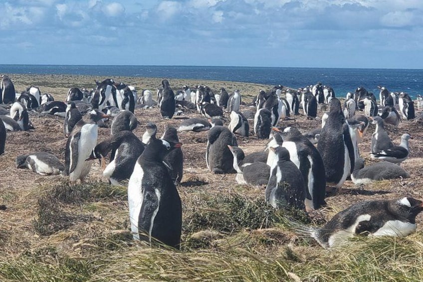 Eine Gruppe Pinguine auf einer Wiese in der Nähe des Ozeans. 3