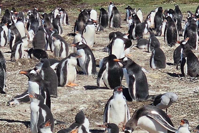 Eine Gruppe Pinguine am sandigen Strand. 5