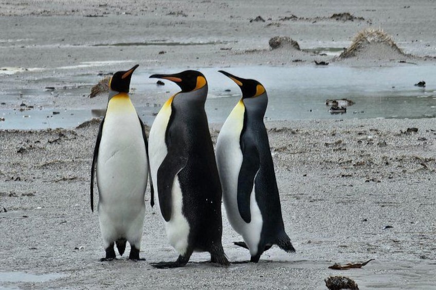 Drei Pinguine an einem sandigen Strand, im Hintergrund Wasser. 1