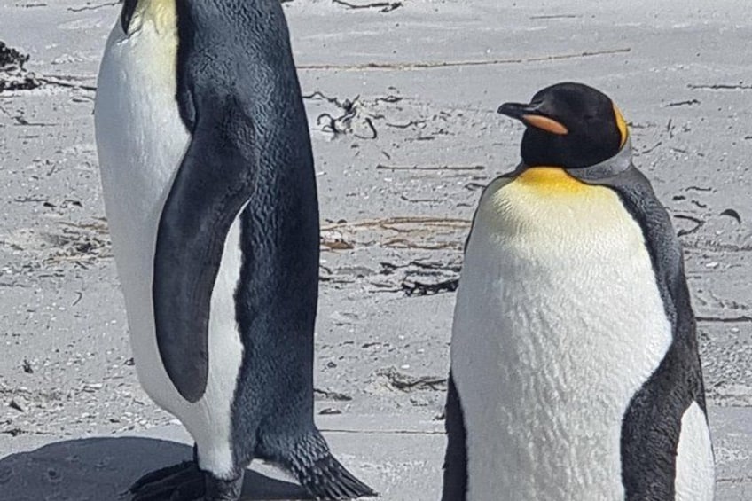Zwei Pinguine stehen auf sandigem Untergrund. 4