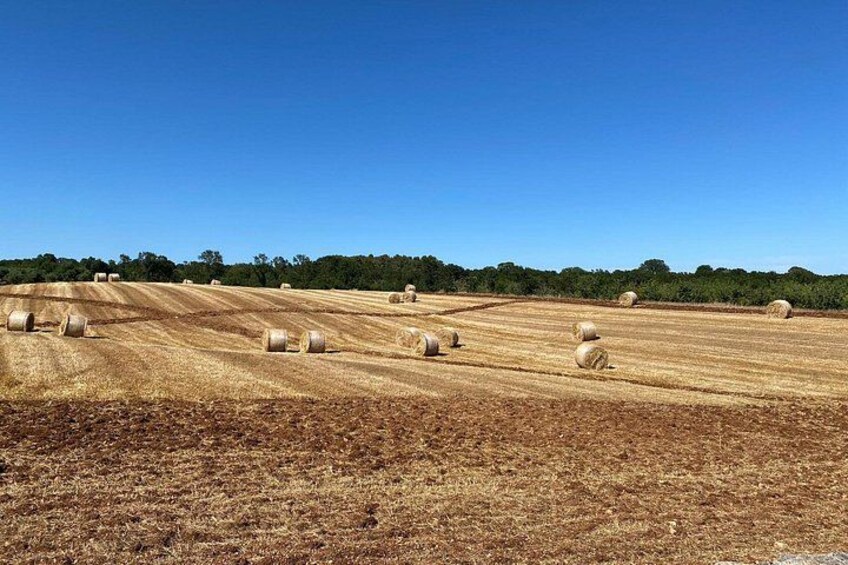Un champ parsemé de bottes de foin, sous un ciel bleu dégagé. 5