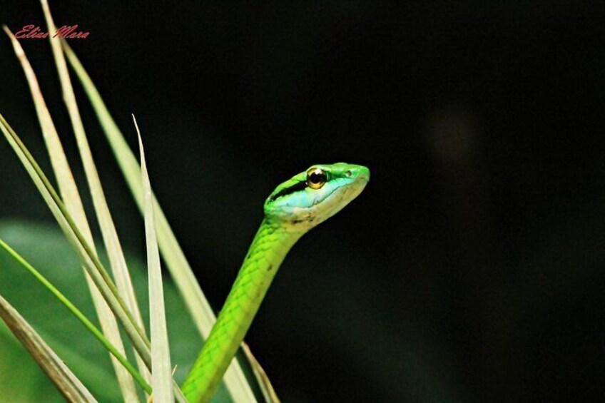Jungle Night Walk in Manuel Antonio 2