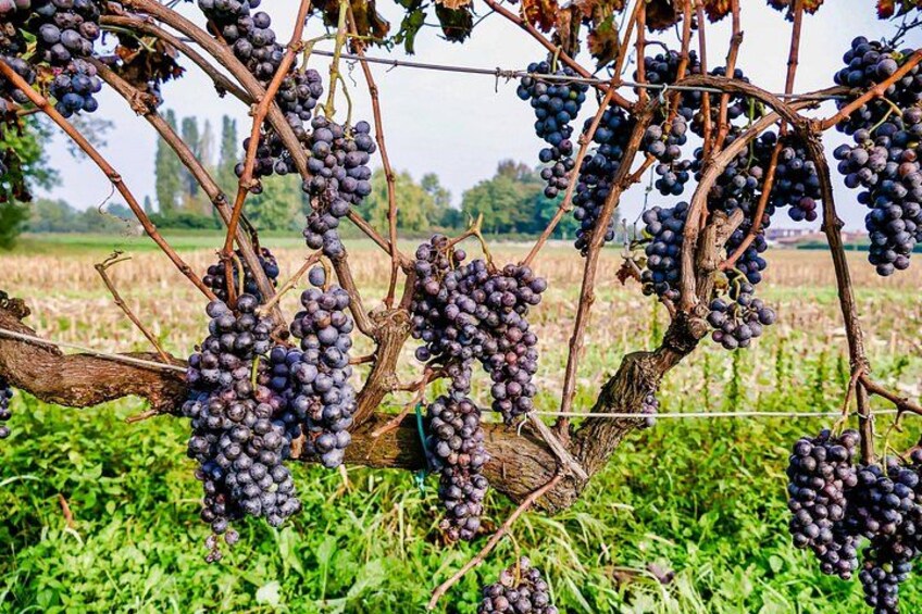 6-hour Private Luxury SUV Wine Tour in Napa Or Sonoma Valley 3