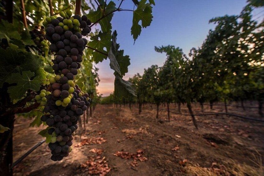 6-hour Private Luxury SUV Wine Tour in Napa Or Sonoma Valley 2