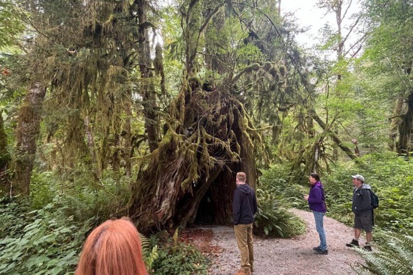 A forest scene with a large fallen tree, people observing, and a path. 5