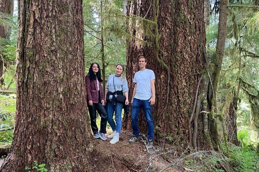 Quinault rainforest 2
