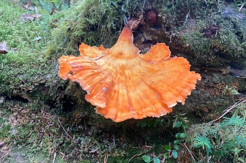 A large orange mushroom growing on a moss-covered log in a forest. 3