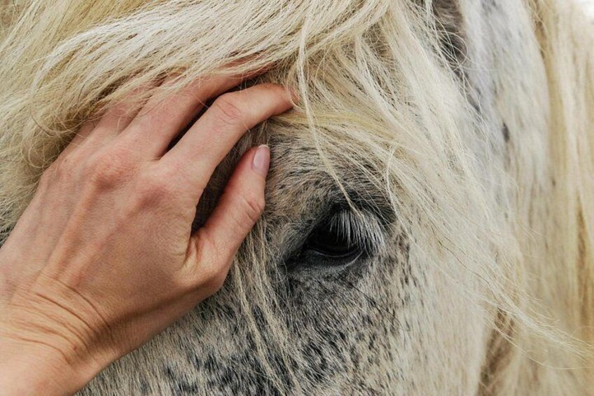 A close-up of a hand touching a horse's ear. 5