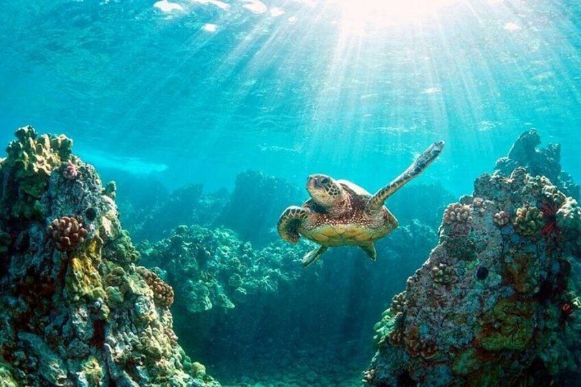A sea turtle swimming near coral reefs with sunlight filtering through the water. 4