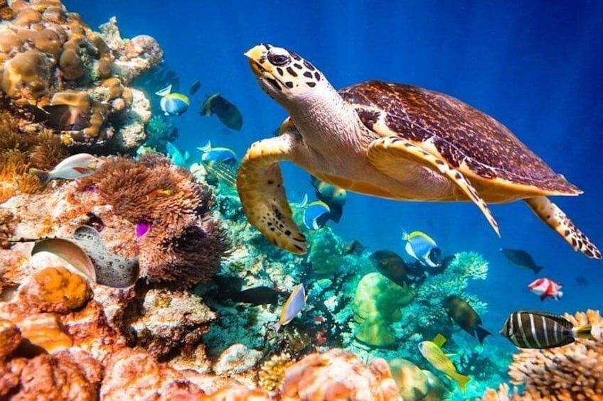 A sea turtle swimming among colorful coral reefs and various fish. 3