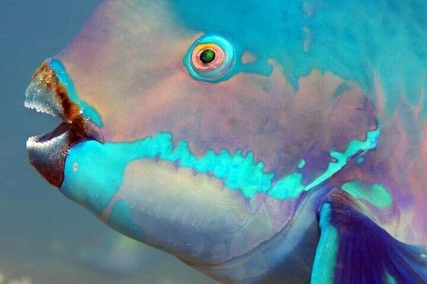 Parrot Fish encounter with Captain Stewys Charters snorkeling trip in Key Largo