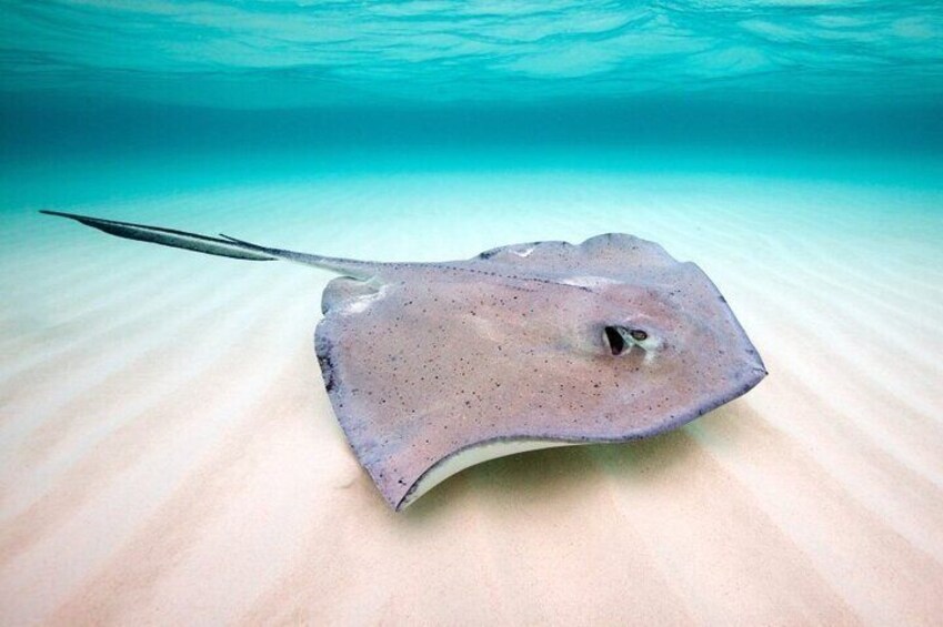 Stingray sighting with Captain Stewys Charters snorkeling trip Key Largo