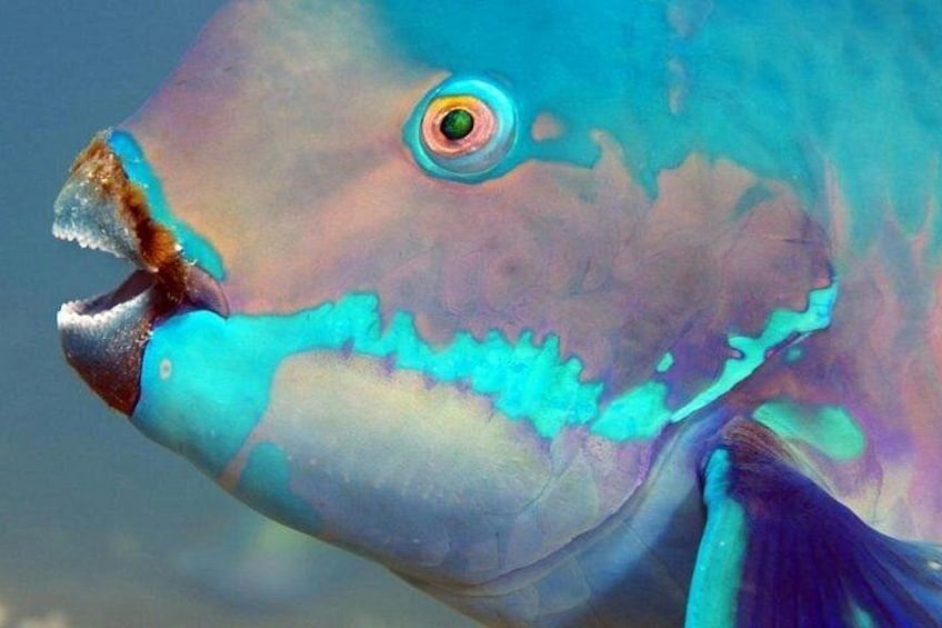 A close-up of a fish with blue and purple hues, a prominent eye, and a mouth. 2
