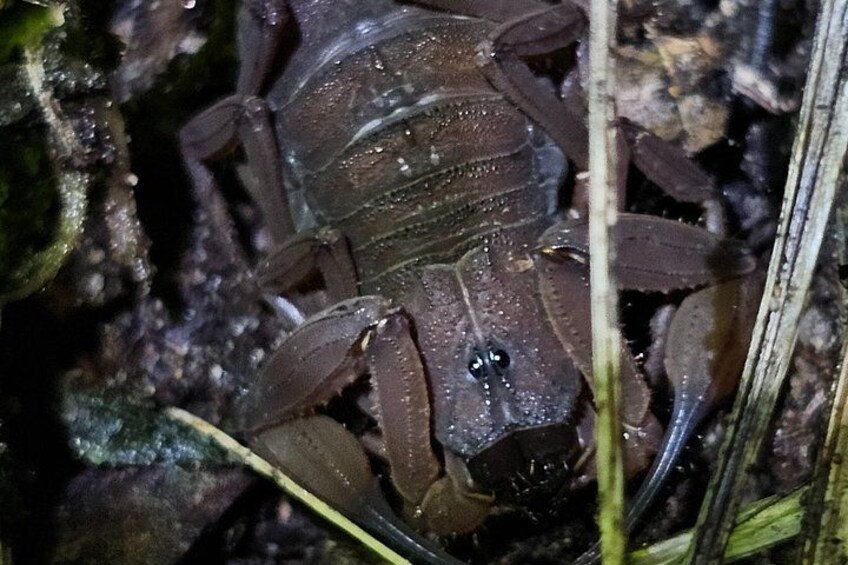 Jungle Night tour in Tortuguero : Wildlife and Adventure. 2