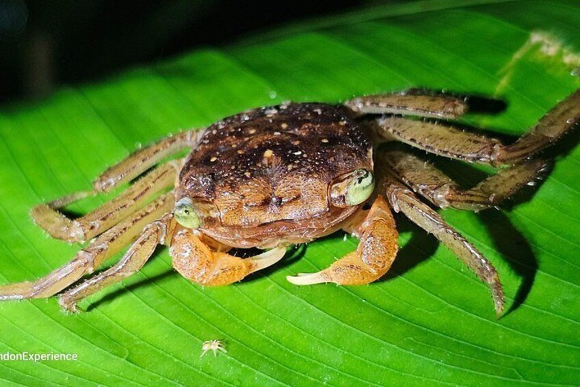 Jungle Night tour in Tortuguero : Wildlife and Adventure. 4
