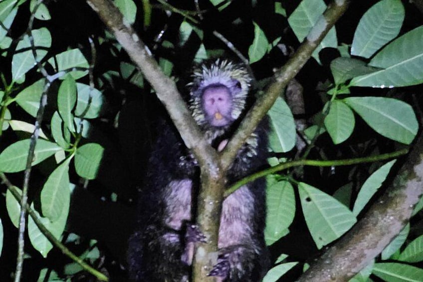 Jungle Night tour in Tortuguero : Wildlife and Adventure. 3