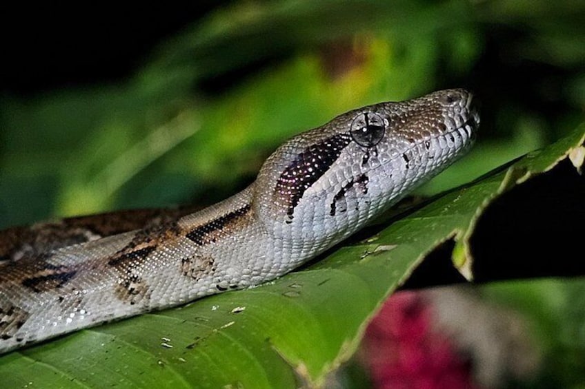 Un serpente su una foglia verde. 3