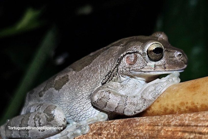 Jungle Night tour in Tortuguero : Wildlife and Adventure. 5