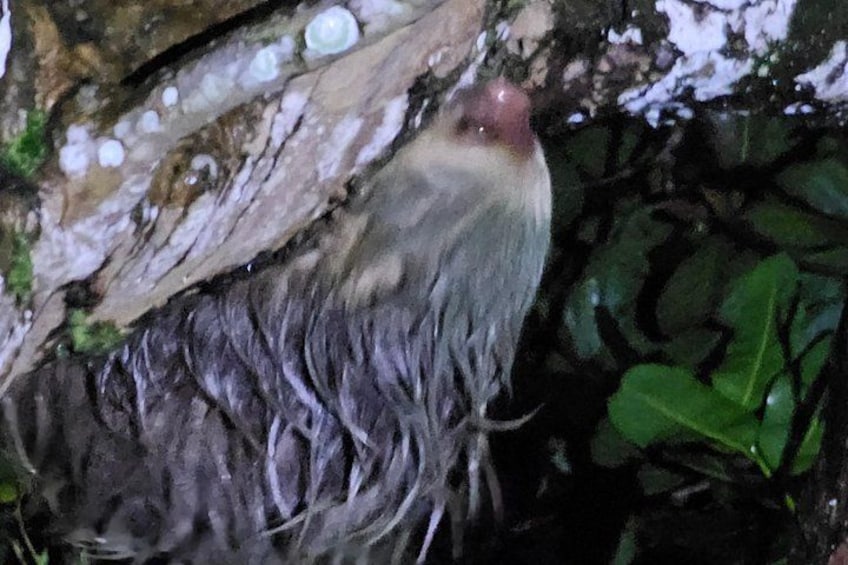 Ein Vogel mit rotem Kopf und grauen Federn sitzt auf einem Ast. 4