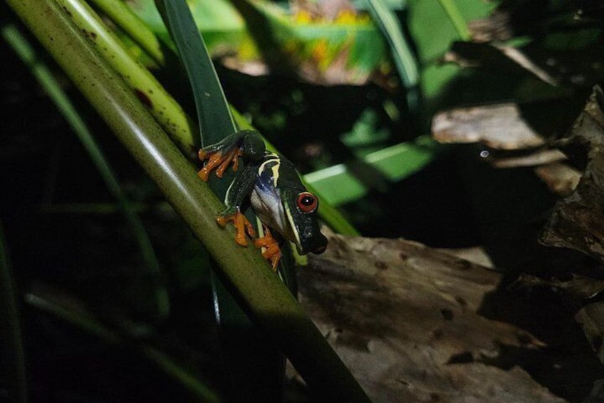 Jungle Night tour in Tortuguero : Wildlife and Adventure. 2