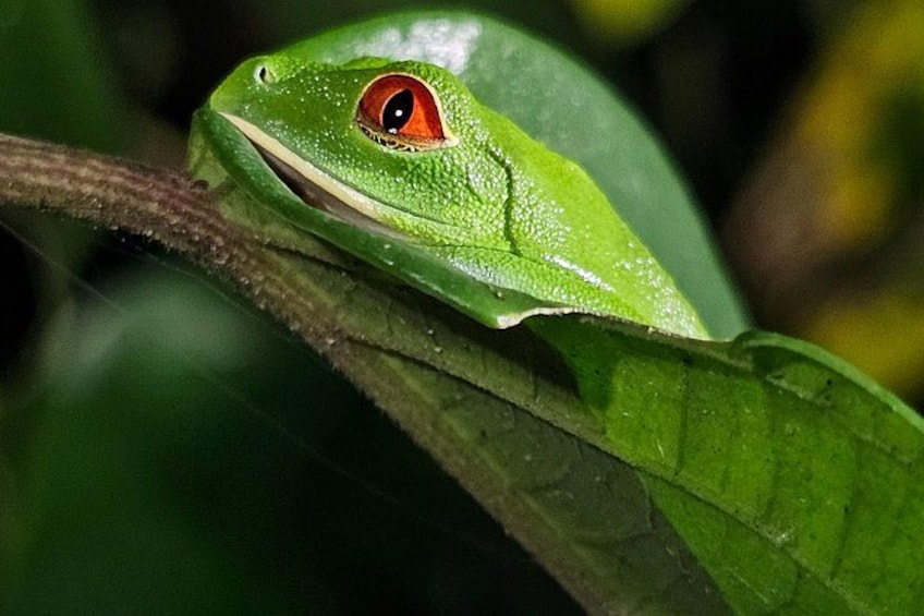 Ein grüner Frosch mit roten Augen auf einem Blatt. 1