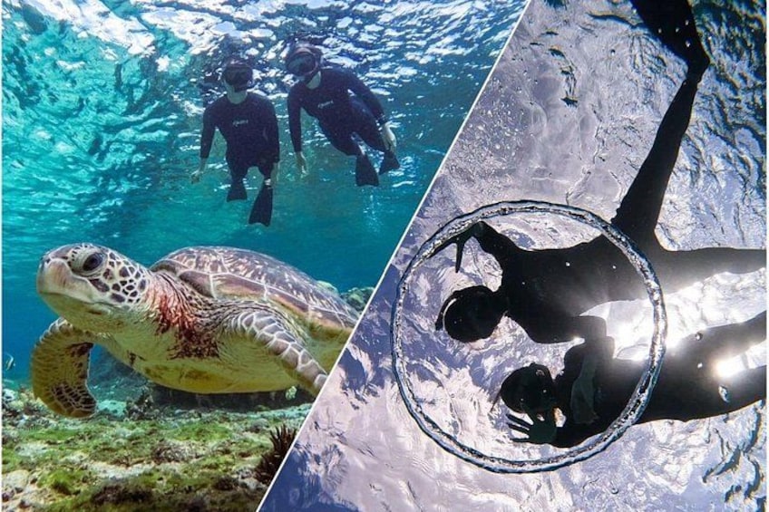A sea turtle and two divers underwater. 5