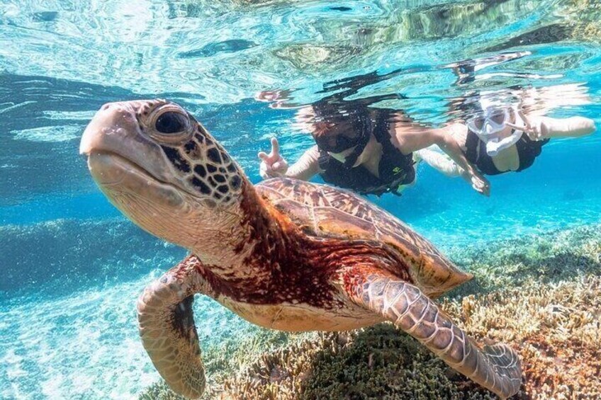 A sea turtle swimming underwater with a diver in the background. 5