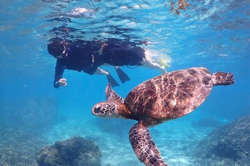 Okinawa Miyako Sea turtle Snorkeling Free Pick up and Drop off 3