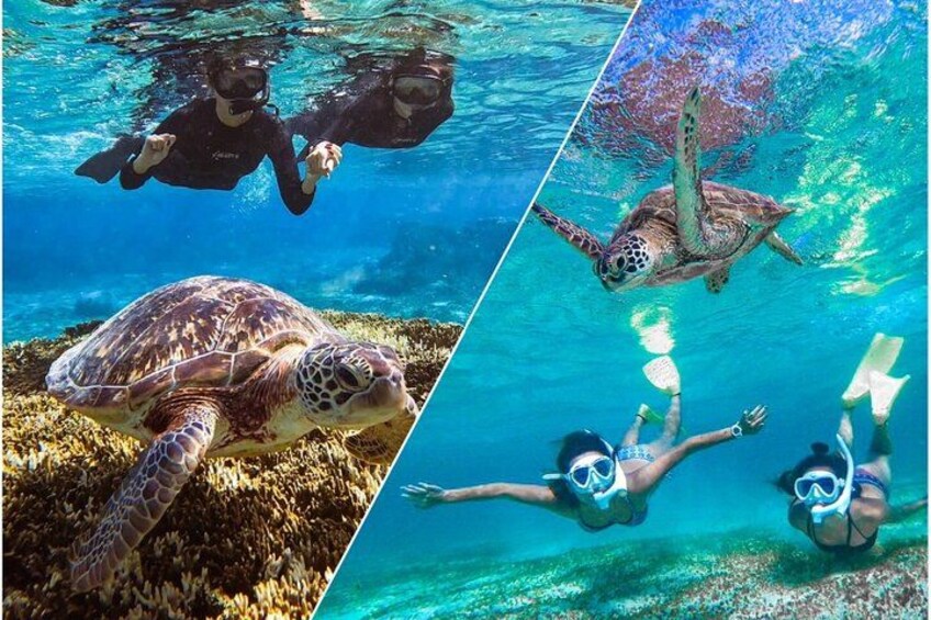 Okinawa Miyako Sea turtle Snorkeling Free Pick up and Drop off 2