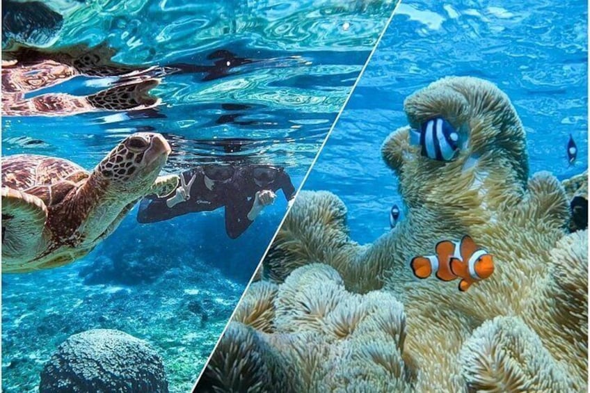 Okinawa Miyako Sea turtle Snorkeling Free Pick up and Drop off 4