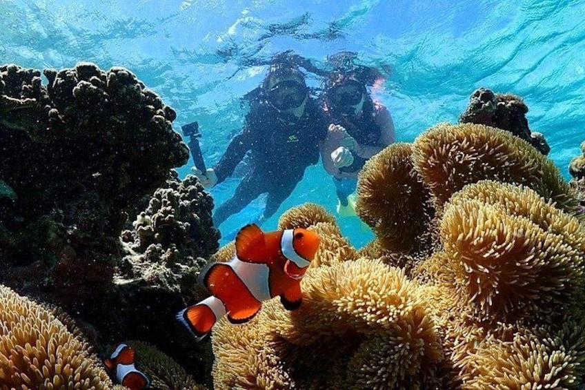 A diver and a camera, surrounded by coral and fish. 2