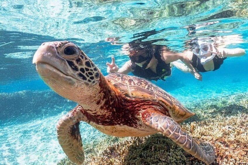 Okinawa Miyako Sea turtle Snorkeling Free Pick up and Drop off 1