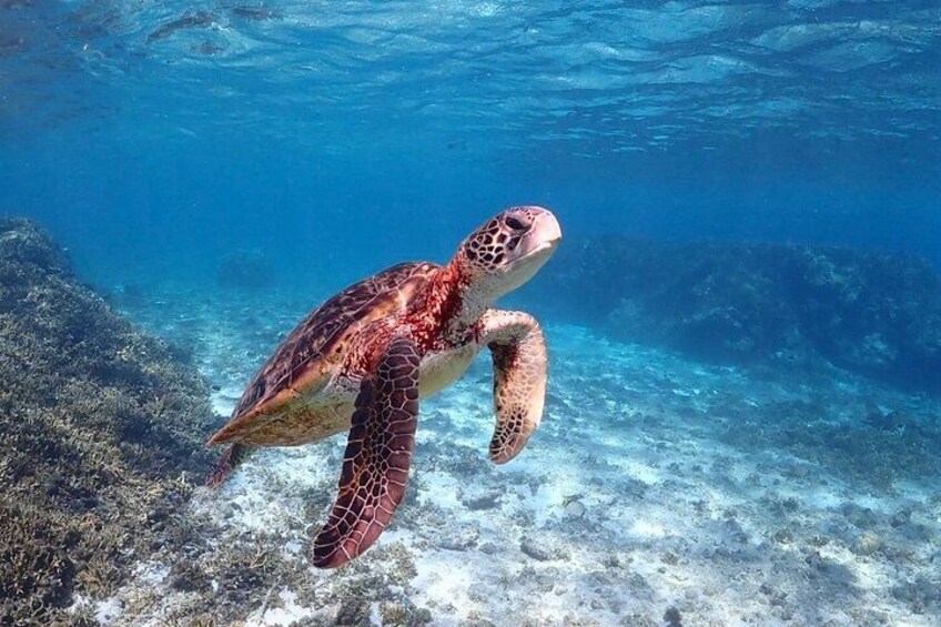 Okinawa Miyako Sea turtle Snorkeling Free Pick up and Drop off 4