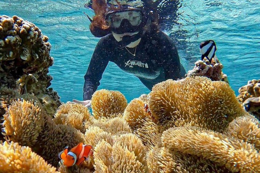 A diver surrounded by sea anemones and a clownfish. 4