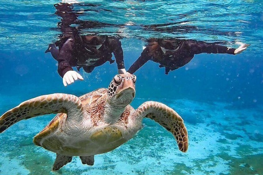 Okinawa Miyako Sea turtle Snorkeling Free Pick up and Drop off 2