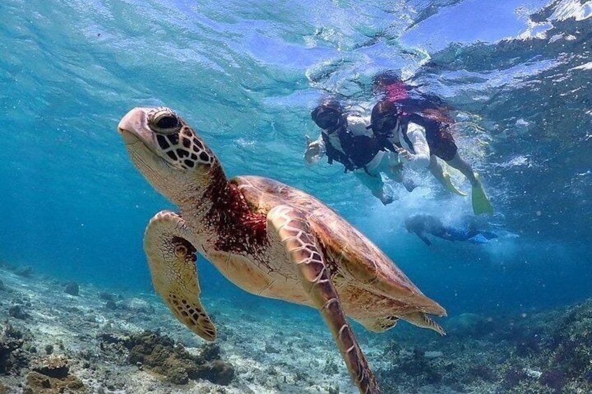 Okinawa Miyako Sea turtle Snorkeling Free Pick up and Drop off 2