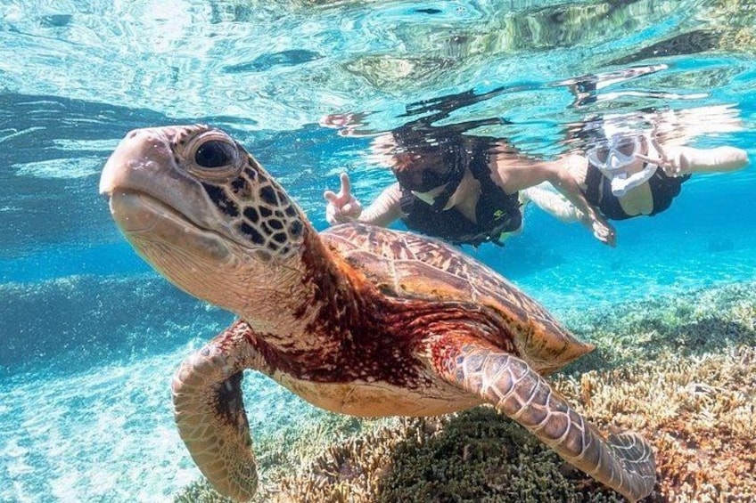 A sea turtle swimming underwater with a diver in the background. 1