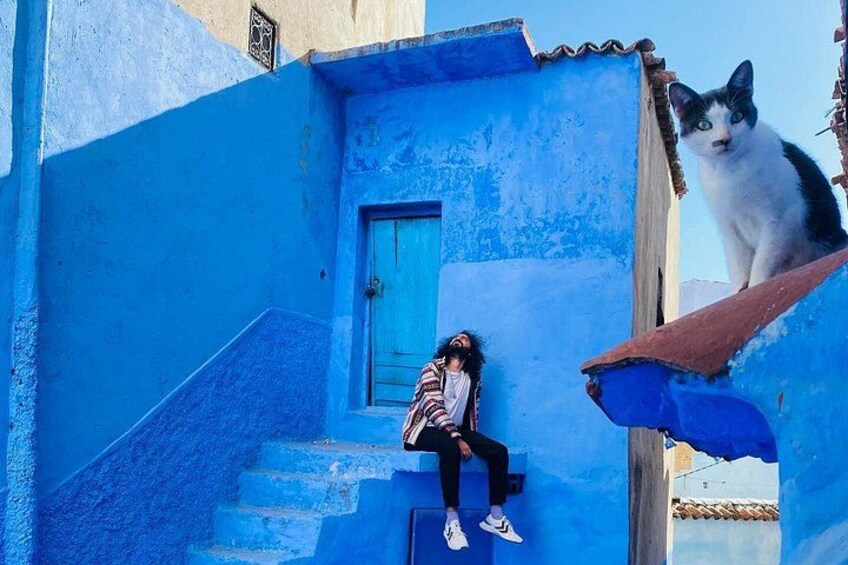 cats in chefchaouen 3