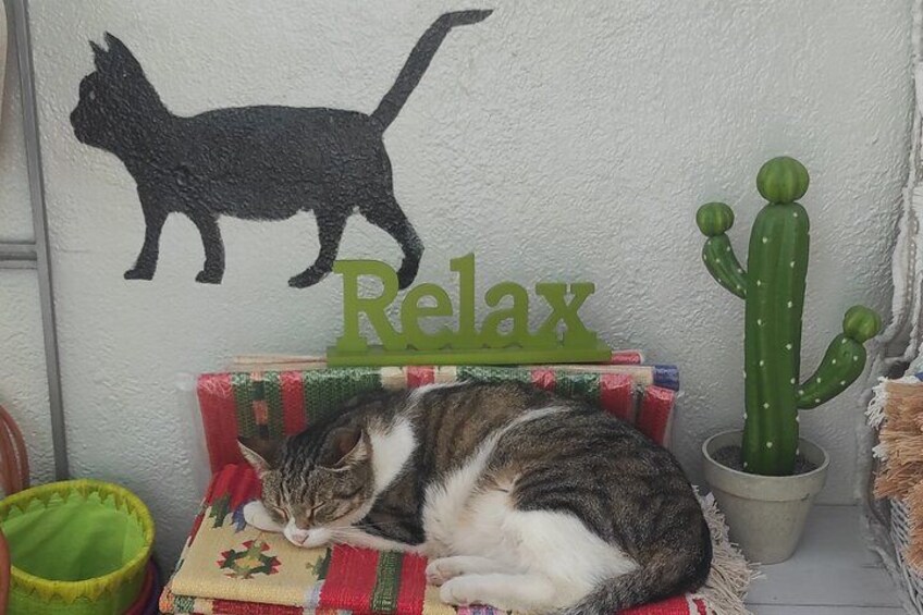 Aegina Town Cat lovers tour 1