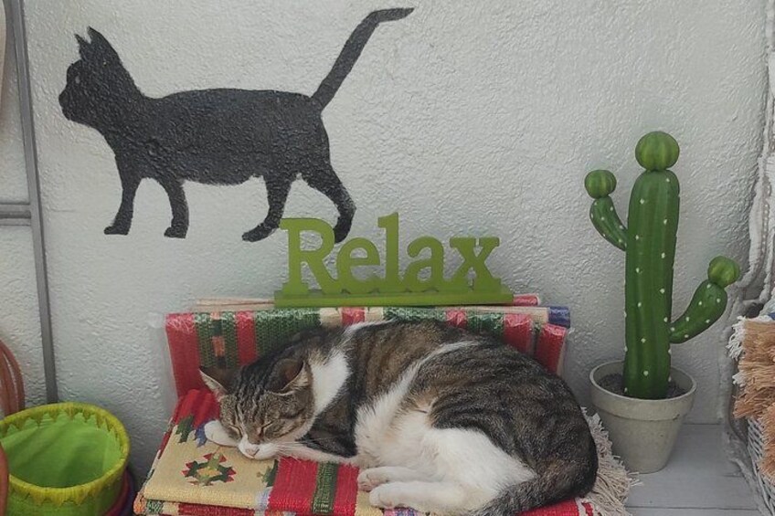 A cat resting on a blanket, a cactus, and a wall with a cat silhouette and the word 'Relax'. 1