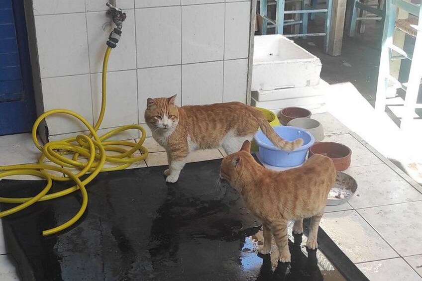 Two cats near a water source with bowls and a hose. 2