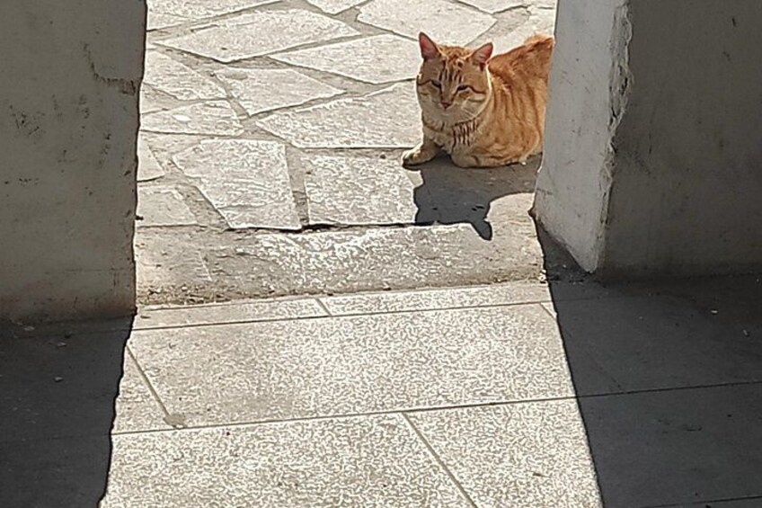 Aegina Town Cat lovers tour 2