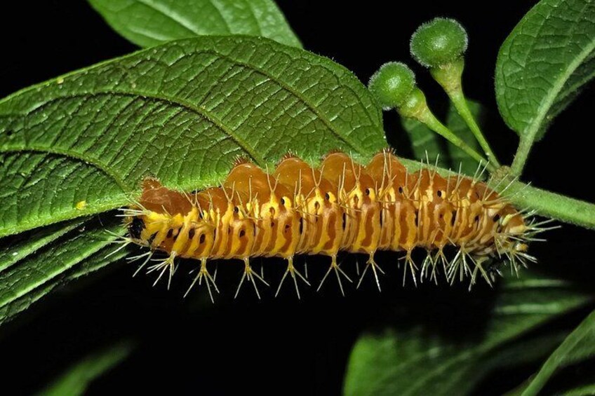 La Fortuna Night Walk at Arenal Volcano: Rainforest Wildlife Tour 2